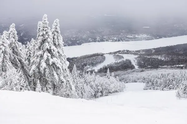 Величие Зимнего Чуда Монт Треланта Склонами Сметающий Вид Заснеженные Сосны Стоковая Картинка