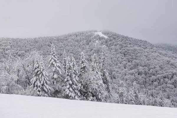 冬季仙境 冬日的冰雪覆盖的树木和结冰的山地维斯塔 在远处有一个薄薄的滑雪斜坡 — 图库照片