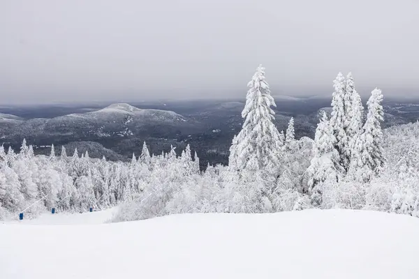 Величие Зимнего Чуда Монт Треланта Сметающий Вид Заснеженные Сосны Тропы Лицензионные Стоковые Изображения