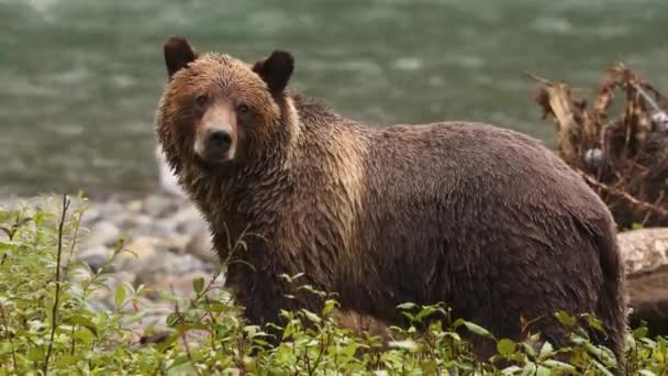 Grizzly Bear Kráčí Řece Lovu Lososa Medvěd Hnědý Podzim Loví — Stock video
