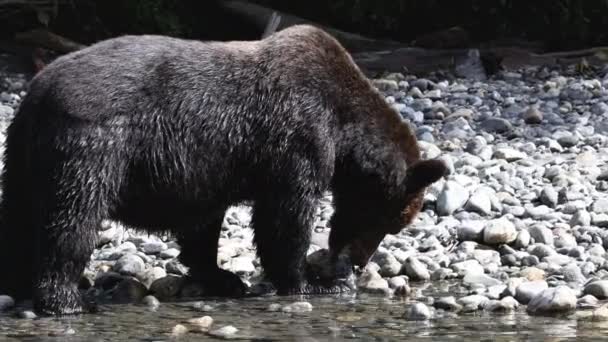 Bär Isst Lachs Grizzlybär Auf Nahrungssuche Herbst Lachsfischerei Braunbär Fluss — Stockvideo