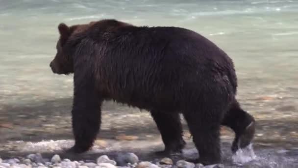 Медвежонок Гризли Ходит Реке Поисках Лосося Большой Бурый Медведь Ловит — стоковое видео