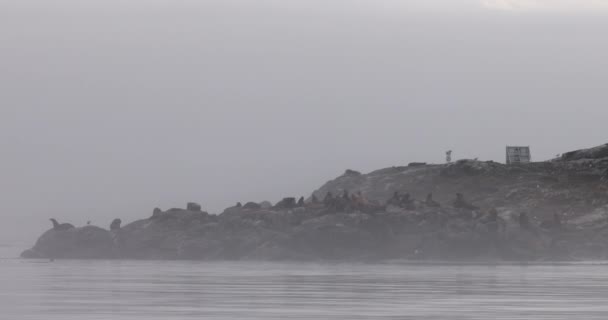 Seelöwen Auf Race Rocks Ökologisches Reservat Auf Der Leuchtturminsel Bei — Stockvideo