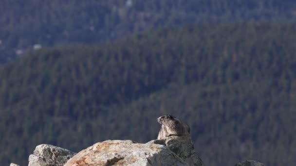 Marmot Whistler Mountain Columbia Británica Canadá Hoary Marmots Son Las — Vídeo de stock