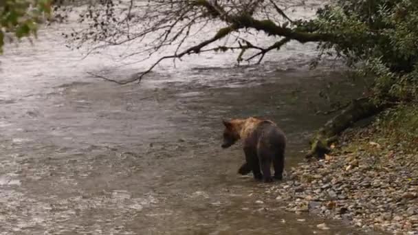 Beruang Muda Mengejar Mencoba Untuk Menangkap Salmon Anak Beruang Grizzly — Stok Video