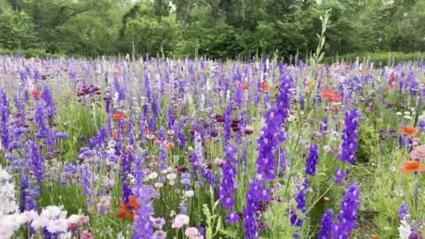 德克萨斯州理查森春天风雨交加时的野花场 — 图库视频影像
