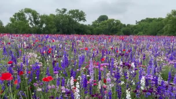 Field Wildflowers Spring Panning Right Richardson Texas — Stock Video
