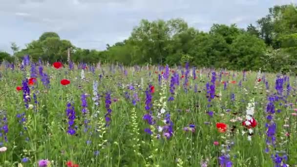 Campo Flores Silvestres Durante Primavera Soplando Viento Richardson Texas — Vídeos de Stock