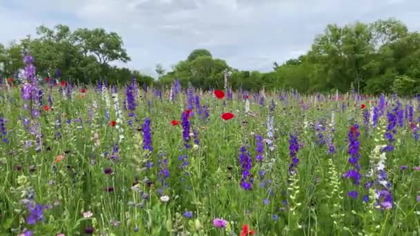 Gebied Van Wilde Bloemen Tijdens Lente Panning Recht Richardson Texas — Stockvideo
