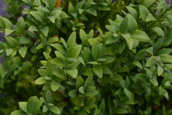 Yeşil boxwood yaprakları, güzel botanik çekimleri, doğal duvar kağıtları..