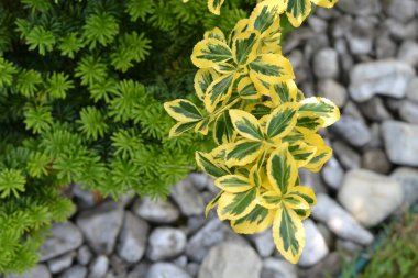 Beyaz taşların arka planında çalılıklar. Dış kısmı çalılar ve beyaz dekoratif taşlarla tamamlanmış..