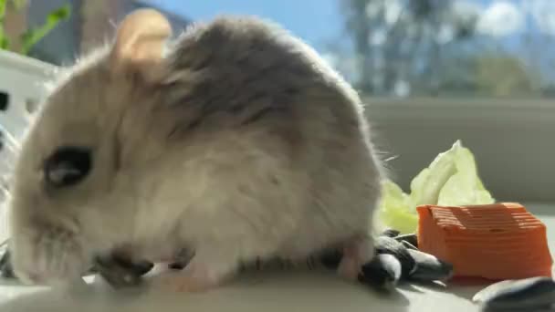可爱的小仓鼠吃种子 — 图库视频影像