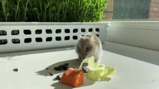Söt Liten Hamster Äter Frön — Stockvideo