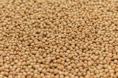 yığın kişniş tohumları ön görünüm.