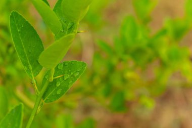Yağmur durduktan sonra yapraklardaki çiğ ya da yapraklardaki yağmur damlaları