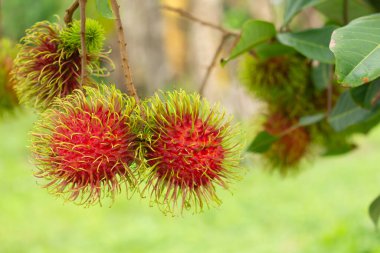 Ağaçta Rambutan var. Bahçede..