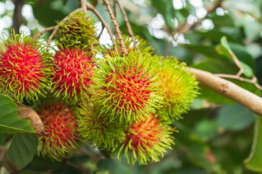 Ağaçta Rambutan var. Bahçede..