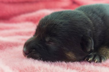 Yeni doğmuş yavrular, siyah melez yavrular Pembe bir arka planda uyuyorlar.