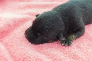 Yeni doğmuş yavrular, siyah melez yavrular Pembe bir arka planda uyuyorlar.