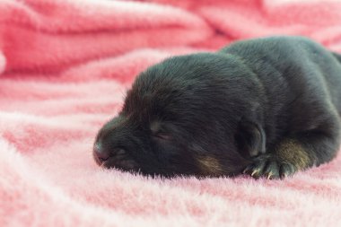 Yeni doğmuş yavrular, siyah melez yavrular Pembe bir arka planda uyuyorlar.