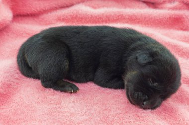 Yeni doğmuş yavrular, siyah melez yavrular Pembe bir arka planda uyuyorlar.
