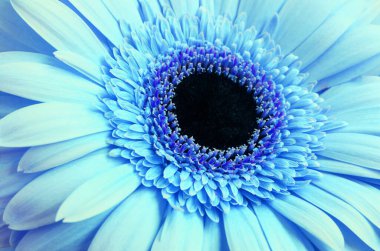 Arkaplan için mavi Gerbera çiçeğine yakın plan