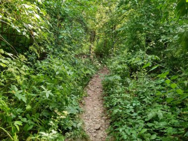 Elfler diyarına giden yol.