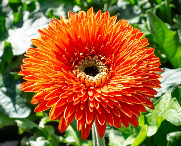 Beautiful Orange Gerbera Flower — Stock Photo, Image