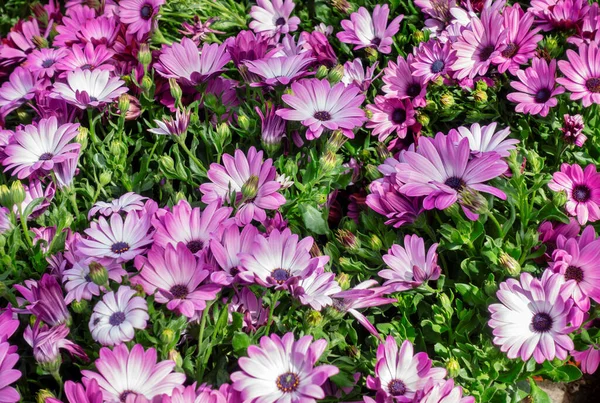 Spring Background Magenta Flowers — Stock Photo, Image