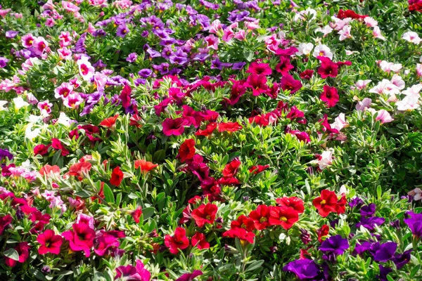 Barevné Petúnie Jarní Květiny Pozadí — Stock fotografie