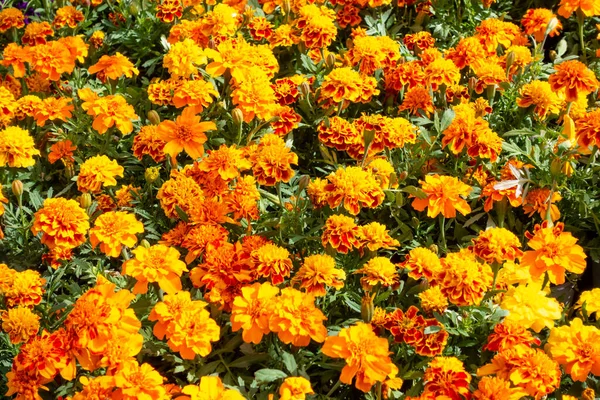Background Yellow Orange Taigetes — Stock Photo, Image