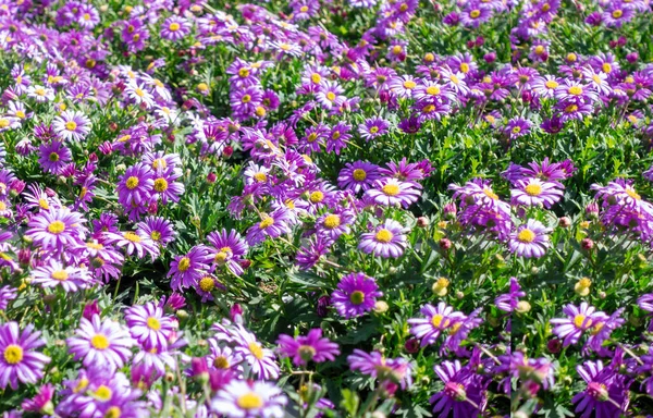 Zahrada Fialových Letních Květin — Stock fotografie