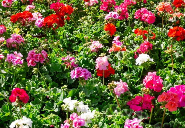 Kleurrijke Geraniums Tipycal Spaanse Tuin — Stockfoto