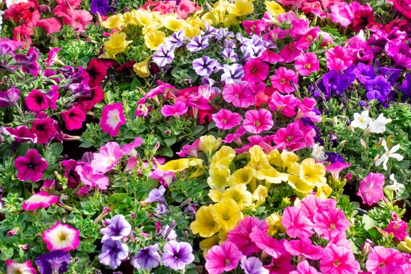 Garden Assorted Colorful Petunia Flowers — Stock Photo, Image