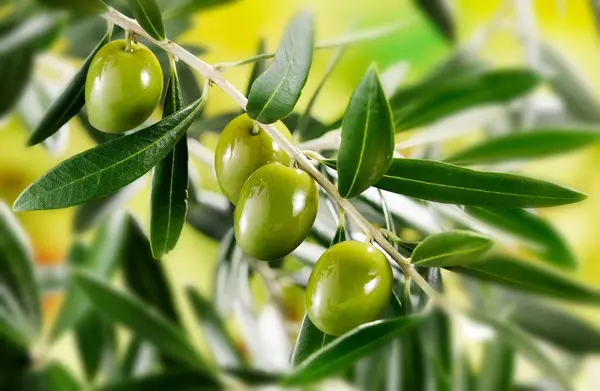 Zweig Des Olivenbaums Mit Oliven lizenzfreie Stockbilder