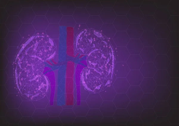 人間の腎臓の透明な部分 健康の概念の低い多角形 — ストックベクタ