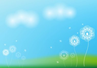 Çayır arka planında beyaz karahindiba çiçeği.