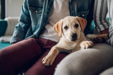 Modern bir dairede kanepede otururken güzel evli çiftin evlatlık köpeklerini okşarken yakın çekimleri. Sevgi dolu bir aile. Altın labrador köpeğine odaklan. Boşluğu kopyala.