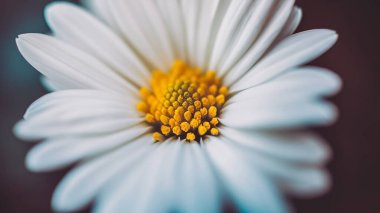 Rüya gibi, bulanık romantik, çiçekli fotograf arkaplanı yapraklar ve güzel çiçekler çiçek bahçesi konsepti ve organik yaşam.