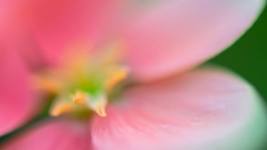 Rüya gibi, bulanık romantik, çiçekli fotograf arkaplanı yapraklar ve güzel çiçekler çiçek bahçesi konsepti ve organik yaşam.