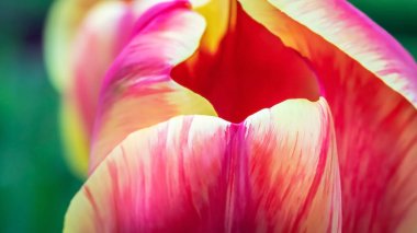 Rüya gibi, bulanık romantik, çiçekli fotograf arkaplanı yapraklar ve güzel çiçekler çiçek bahçesi konsepti ve organik yaşam.