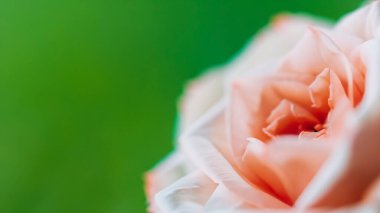 Rüya gibi, bulanık romantik, çiçekli fotograf arkaplanı yapraklar ve güzel çiçekler çiçek bahçesi konsepti ve organik yaşam.