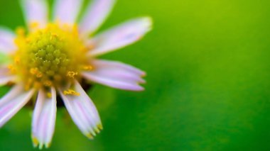 Rüya gibi, bulanık romantik, çiçekli fotograf arkaplanı yapraklar ve güzel çiçekler çiçek bahçesi konsepti ve organik yaşam.