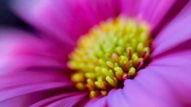 Rüya gibi, bulanık romantik, çiçekli fotograf arkaplanı yapraklar ve güzel çiçekler çiçek bahçesi konsepti ve organik yaşam.