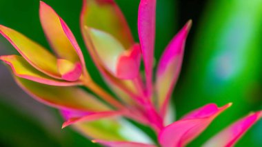 Rüya gibi, bulanık romantik, çiçekli fotograf arkaplanı yapraklar ve güzel çiçekler çiçek bahçesi konsepti ve organik yaşam.