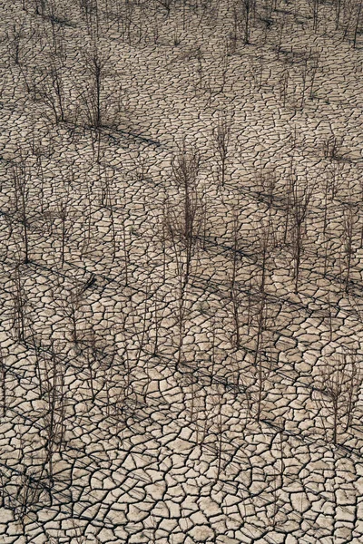 Droge Woestijnlandschappen Met Uitgedroogde Bomen Als Metafoor Voor Opwarming Van — Stockfoto