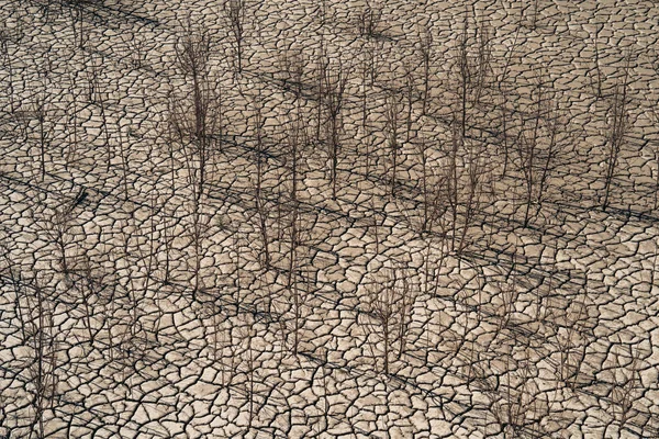 Suchá Pouštní Krajina Vyprahlými Stromy Jako Metafora Globálního Oteplování Změny — Stock fotografie