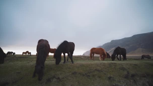 Islandshästar Ett Dramatiskt Landskap Island Högkvalitativ Film — Stockvideo