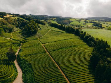 Gorreana Çay Fabrikası Avrupa 'daki tek çay tarlası. Azores Portekiz 'in Sao Miguel adasında yer almaktadır. Yüksek kalite fotoğraf