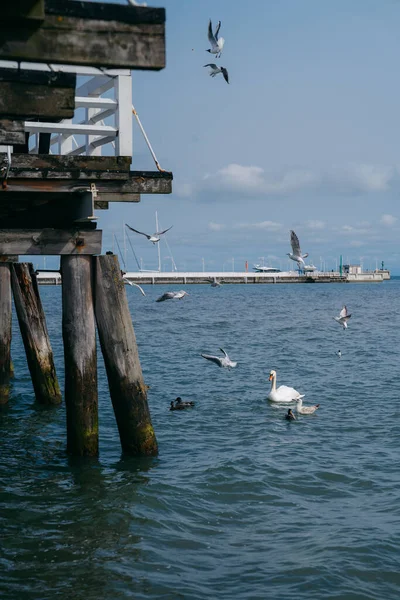 Molo Sopocie Iconic Sopot Pier Самый Длинный Деревянный Pier Польше — стоковое фото
